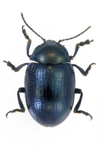 Chrysolina oricalcia